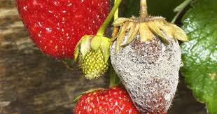 Pests And Diseases Of Vegetables And Fruits