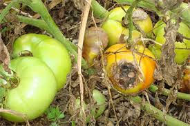 Pests And Diseases Of Vegetables And Fruits In Agriculture Pests And Diseases Of Vegetables And Fruits In Agriculture