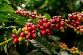 Fact to Know About Arabica Coffee Growing in Uganda