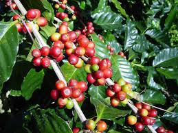 Arabica Coffee Agro-ecological Requirements and Production Systems Arabica Coffee Agro-ecological Requirements and Production Systems