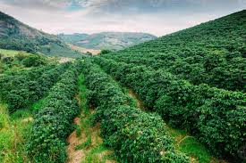 Arabica Coffee Farm Establishment and Field Management Practices in Agriculture