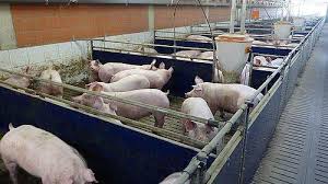 Guide to Proper Pig Housing and Its Equipment