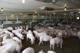 Guide to Proper Pig Housing and Its Equipment Guide to Proper Pig Housing and Its Equipment