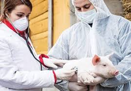 Pig Diseases and their Management