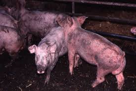 Pig Diseases and their Management Pig Diseases and their Management