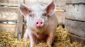 Pig Diseases and their Management Pig Diseases and their Management
