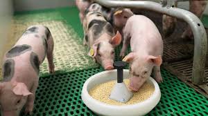 Pig Feeding and Nutritional Requirements