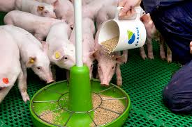 Pig Feeding and Nutritional Requirements Pig Feeding and Nutritional Requirements