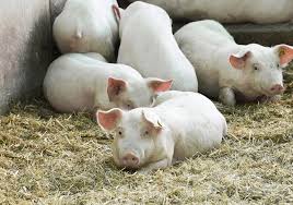 Pig Feeding and Nutritional Requirements Pig Feeding and Nutritional Requirements