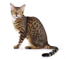 Cat Mau Cat Breed Description and Proper Care Guide