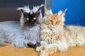 Large Maine Coon Cat Description and Guide to Proper Care