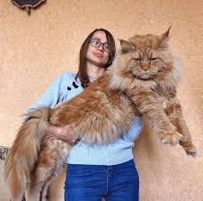 Large Maine Coon Cat Description and Guide to Proper Care Large Maine Coon Cat Description and Guide to Proper Care
