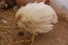 Coccidiosis Disease in Poultry Farming and How to tackle it