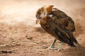 Coccidiosis Disease in Poultry Farming and How to tackle it Coccidiosis Disease in Poultry Farming and How to tackle it