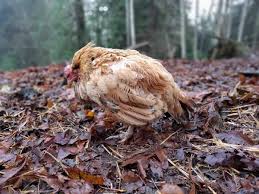 Coccidiosis Disease in Poultry Farming and How to tackle it Coccidiosis Disease in Poultry Farming and How to tackle it