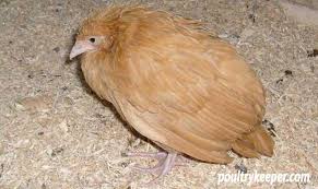 Coccidiosis Disease in Poultry Farming and How to tackle it Coccidiosis Disease in Poultry Farming and How to tackle it