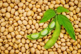 Soybeans (Glycine max): 13 Health Benefits, Healing Powers and Uses