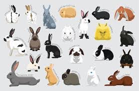 The Different Breeds and Classification of Rabbits