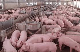 Processing of Pig Products and Record Keeping