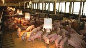 Processing of Pig Products and Record Keeping Processing of Pig Products and Record Keeping
