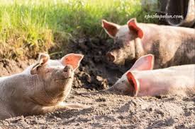 Processing of Pig Products and Record Keeping Processing of Pig Products and Record Keeping