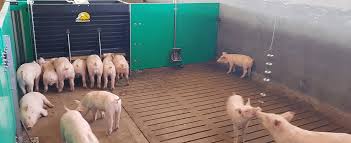 Processing of Pig Products and Record Keeping Processing of Pig Products and Record Keeping