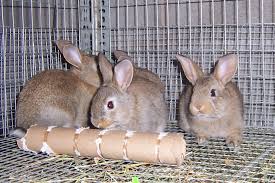 Breeding Methods in Rabbit Keeping Breeding Methods in Rabbit Keeping