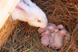 Breeding Methods in Rabbit Keeping Breeding Methods in Rabbit Keeping