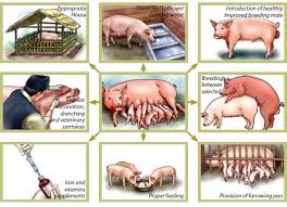 Breeding Methods and Management of Swine