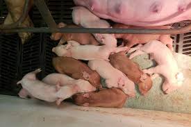 Breeding Methods and Management of Swine Breeding Methods and Management of Swine