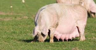 Breeding Methods and Management of Swine Breeding Methods and Management of Swine