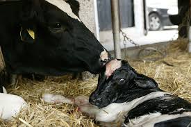 Reproductive Efficiency and Challenges in Livestock Production Reproductive Efficiency and Challenges in Livestock Production