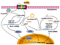 Major Hormones in Reproductive Physiology of Farm Animals Major Hormones in Reproductive Physiology of Farm Animals