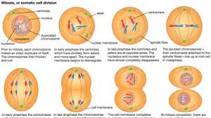 Chemical Composition of Basics of Heredity and Cell Division