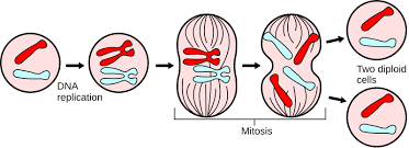 Chemical Composition of Basics of Heredity and Cell Division Chemical Composition of Basics of Heredity and Cell Division