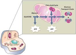 Chemical Composition of Basics of Heredity and Cell Division Chemical Composition of Basics of Heredity and Cell Division