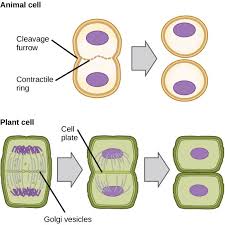 Cell Division in Agricultural Organisms