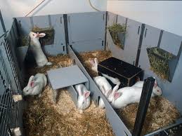 Management Practices in Rabbit Husbandry
