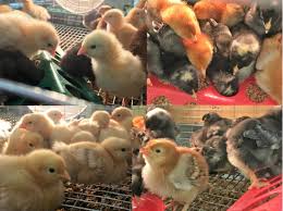 Nutritional Deficiency and How it affects Poultry Birds (Chickens)
