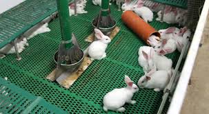 Processing and Handling of Rabbit Products