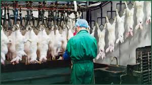 Processing and Handling of Rabbit Products Processing and Handling of Rabbit Products