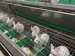 Rabbit Housing and Its Equipment