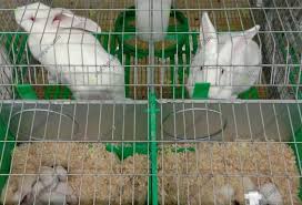 Rabbit Housing and Its Equipment Rabbit Housing and Its Equipment