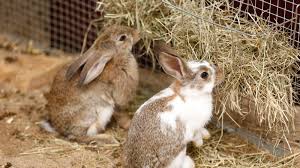 Guide to Proper Rabbit Feeds and Feeding