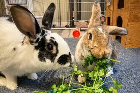 Guide to Proper Rabbit Feeds and Feeding Guide to Proper Rabbit Feeds and Feeding