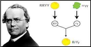 Mendelian Genetics (Mendel’s First Law and the Second Law )