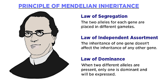 Mendelian Genetics (Mendel’s First Law and the Second Law ) Mendelian Genetics (Mendel’s First Law and the Second Law )