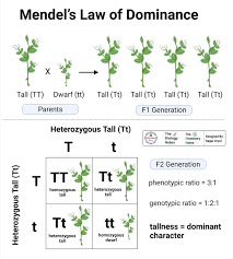Mendelian Genetics (Mendel’s First Law and the Second Law ) Mendelian Genetics (Mendel’s First Law and the Second Law )