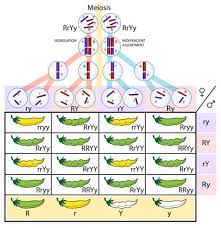 Mendelian Genetics (Mendel’s First Law and the Second Law ) Mendelian Genetics (Mendel’s First Law and the Second Law )