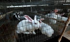 Rabbit Farming Business Success Guide